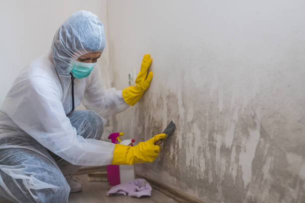 Best Residential Mold Removal  in Vail, AZ