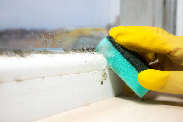 Office Mold Removal Services in Vail, AZ
