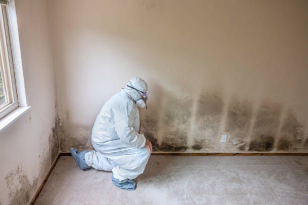 Best Fast Mold Removal  in Vail, AZ