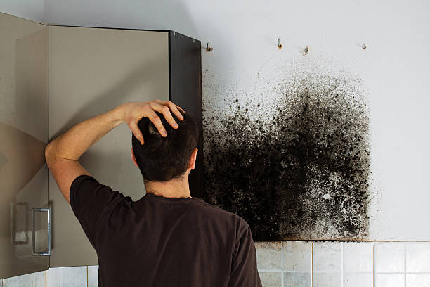 Best Black Mold Removal  in Vail, AZ