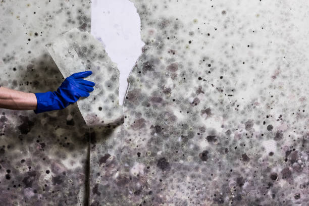 Best Commercial Mold Removal  in Vail, AZ